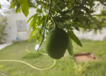 Garden Al warqa