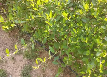 Garden Al warqa