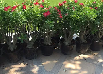 Garden and Landscaping smart services