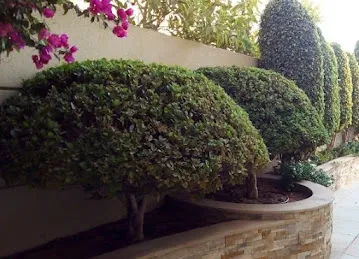 Garden and Landscaping smart services