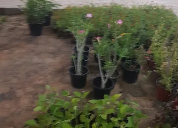 Garden Center Nurseries