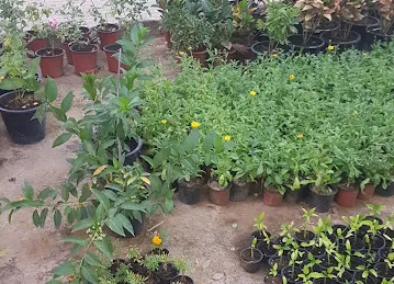 Garden Center Nurseries