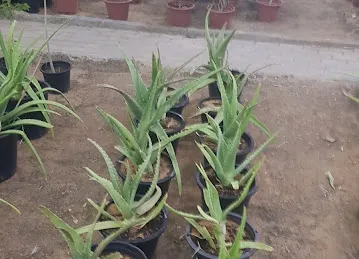 Garden Center Nurseries