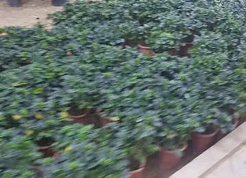 Garden Center Nurseries