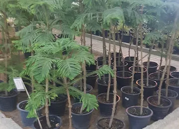 Garden Center Nurseries