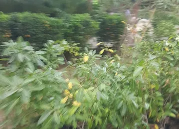 Garden Center Nurseries