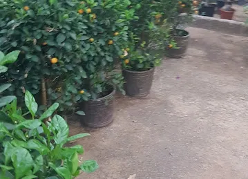 Garden Center Nurseries