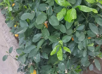 Garden Center Nurseries