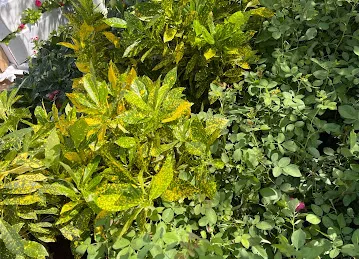 Garden Island