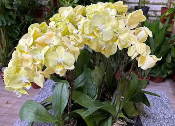 Garden Plants