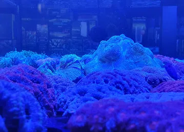 GDA MARINE (Green Desert Aquarium Trading LLC - Marine Branch)