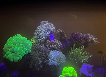 GDA MARINE (Green Desert Aquarium Trading LLC - Marine Branch)