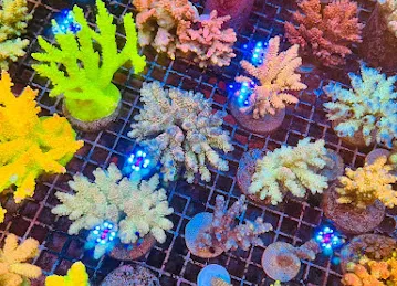 GDA MARINE (Green Desert Aquarium Trading LLC - Marine Branch)