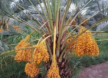غافة الجلندي