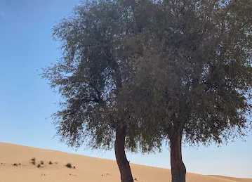غفات منصور بن حارب المنصوري