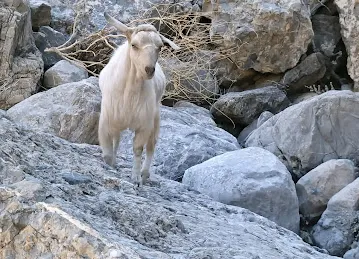 Ghub Climb