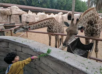 Giraffe Cafe