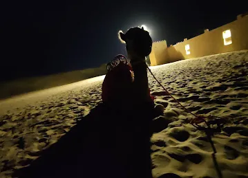 Go Go Desert Safari Tours Dubai