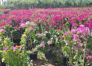 Golden Moon Landscaping L.L.C