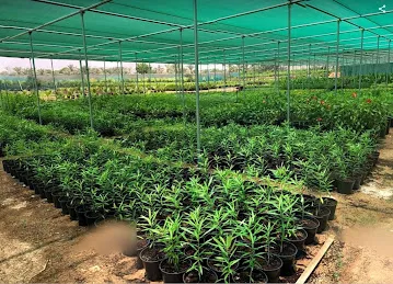 Gover Nursery -Dibba,Fujaira