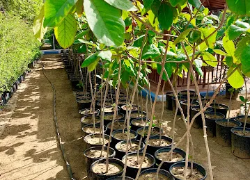 Green Belt Nursery