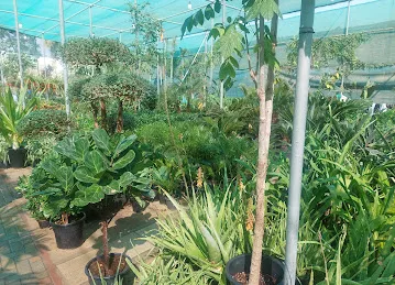 Green Expert Nursery
