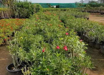 Green grass Seed and Seedling Nursery LLC