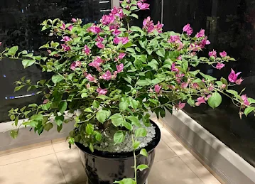 Green Hands LLC | Premium Potted Plants | Delivery Center - MAIN