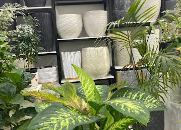 Green House Plants & Flowers