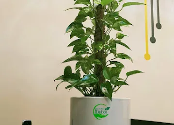 Green Plants Dubai LLC
