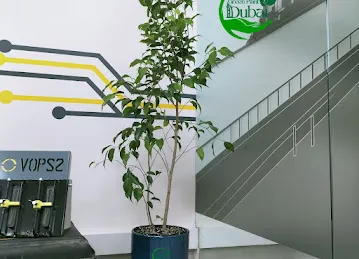 Green Plants Dubai LLC