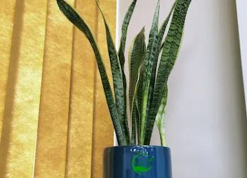 Green Plants Dubai LLC