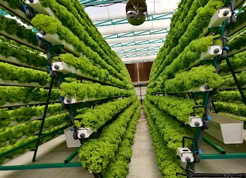 Greenoponics Greenland Farm