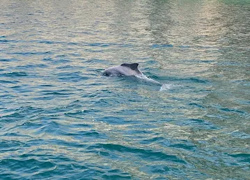 GULF EXPEDITIONS