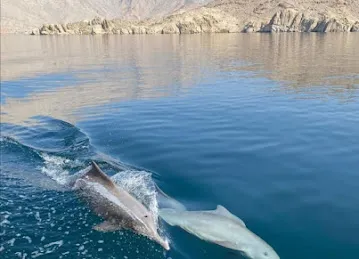 GULF EXPEDITIONS
