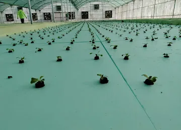 Gulf Hydroponic Farm الزراعة المائية الخليجية