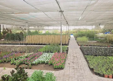 Gulf nursery, Al Bahyah Branch