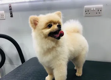 Happy Puppy Grooming Boutique