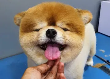 Happy Puppy Grooming Boutique
