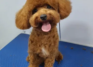 Happy Puppy Grooming Boutique