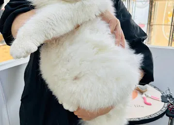 HELLO PET 宠物生活馆