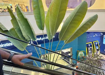 Hind Al Oud (Wafi Mall)