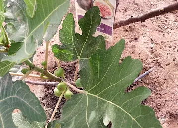 His Excellency Sheikh Rashid Bin Omran Farm House
