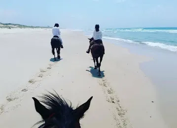 Horse Beach & Desert Riding | Abu Dhabi & Dubai