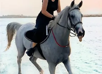 Horse Beach & Desert Riding | Abu Dhabi & Dubai