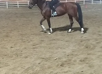 Horse riding in Dubai