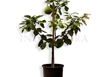 Intraflora Nursery LLC