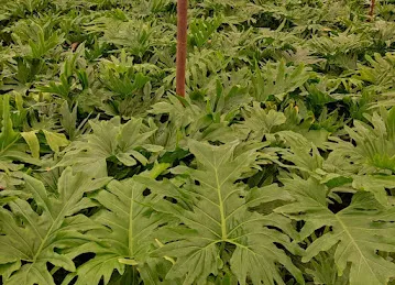 Jalal derwish jalal landscaping
