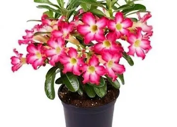 Johar al warsan plant shop