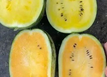 Jumaila Fruits and Vegetables Trading LLC